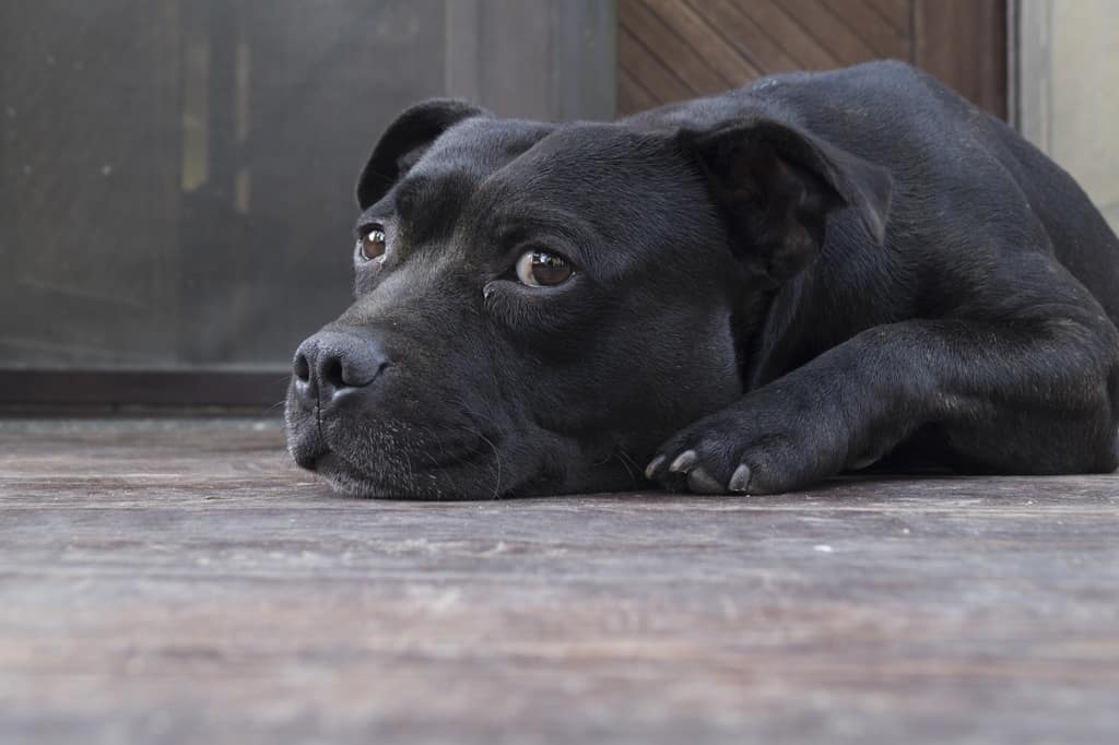 Staffordshire Bull Terrier