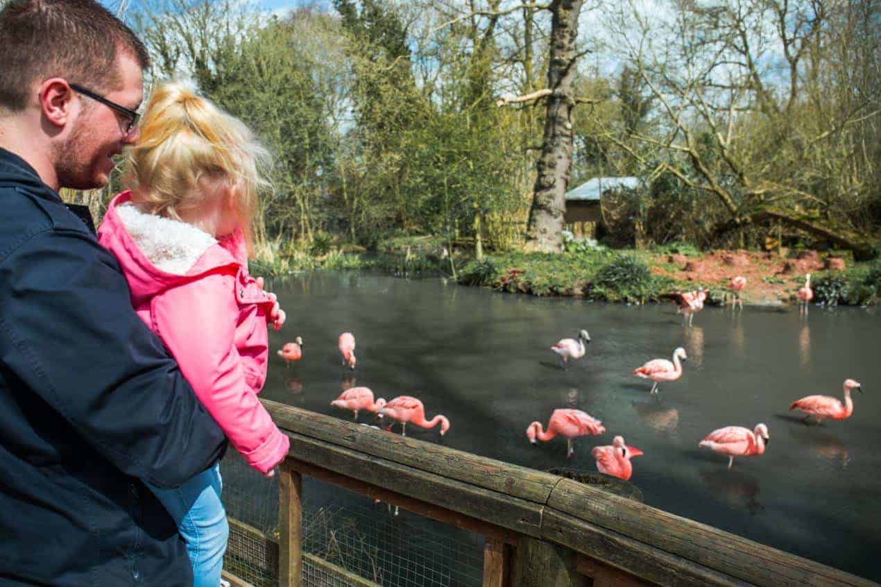 Twcyross Zoo offering super-affordable day out for families with under 5’s
