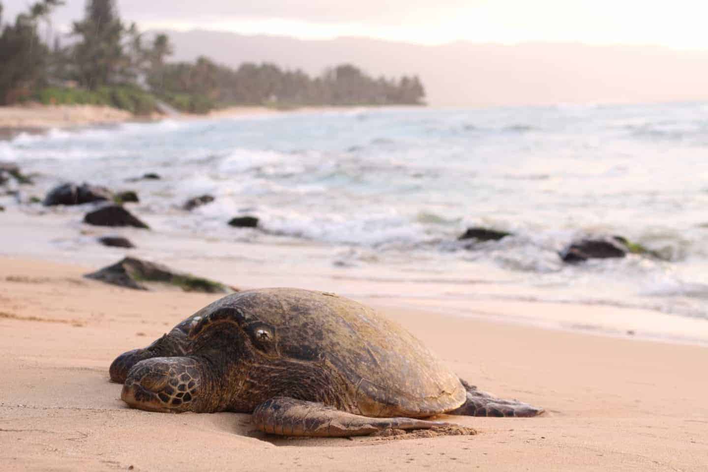 Turtle on beach