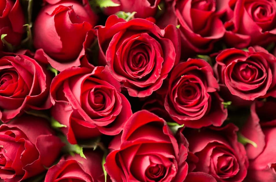 Red Roses Vased