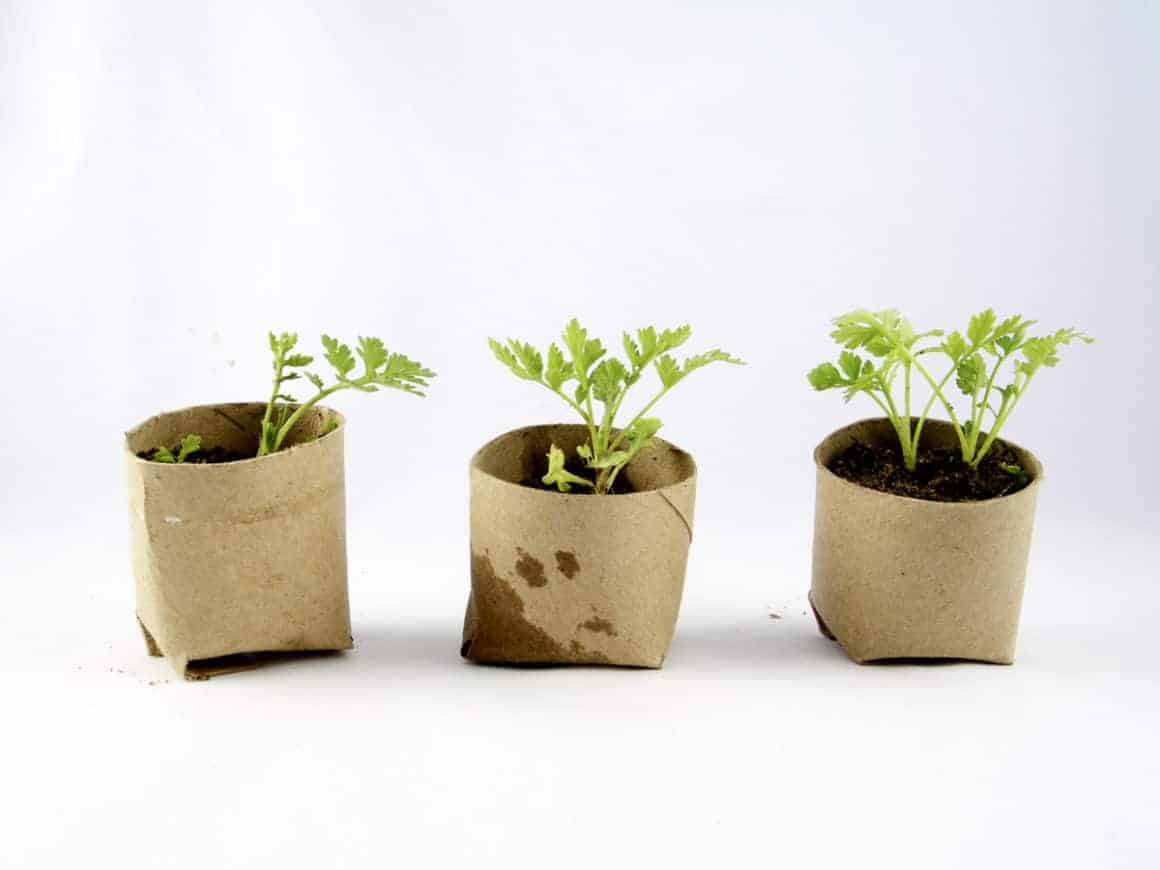 Biodegradable flower pots