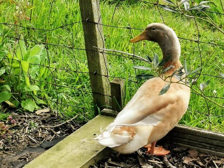 Benny's Adventures at Rose Cottage