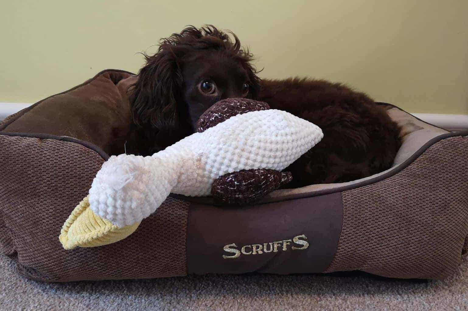 Scruffs Chester Box Dog Bed