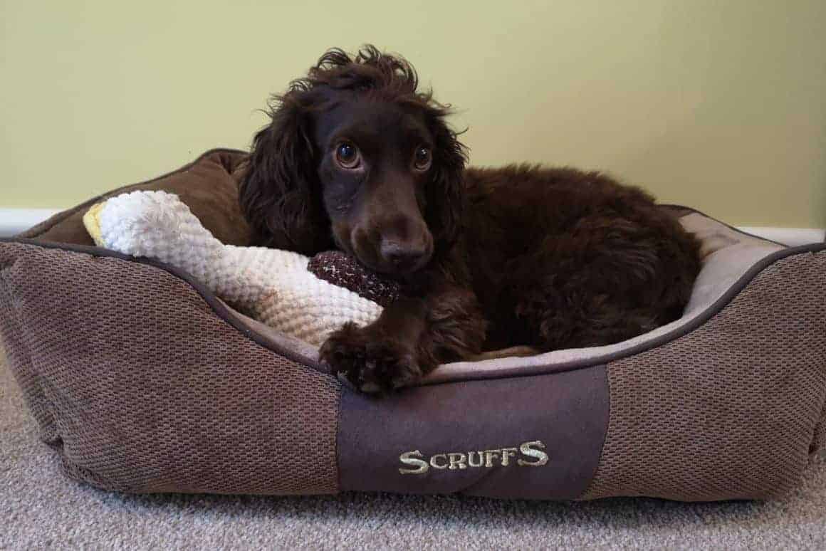 Scruffs Chester Box Dog Bed