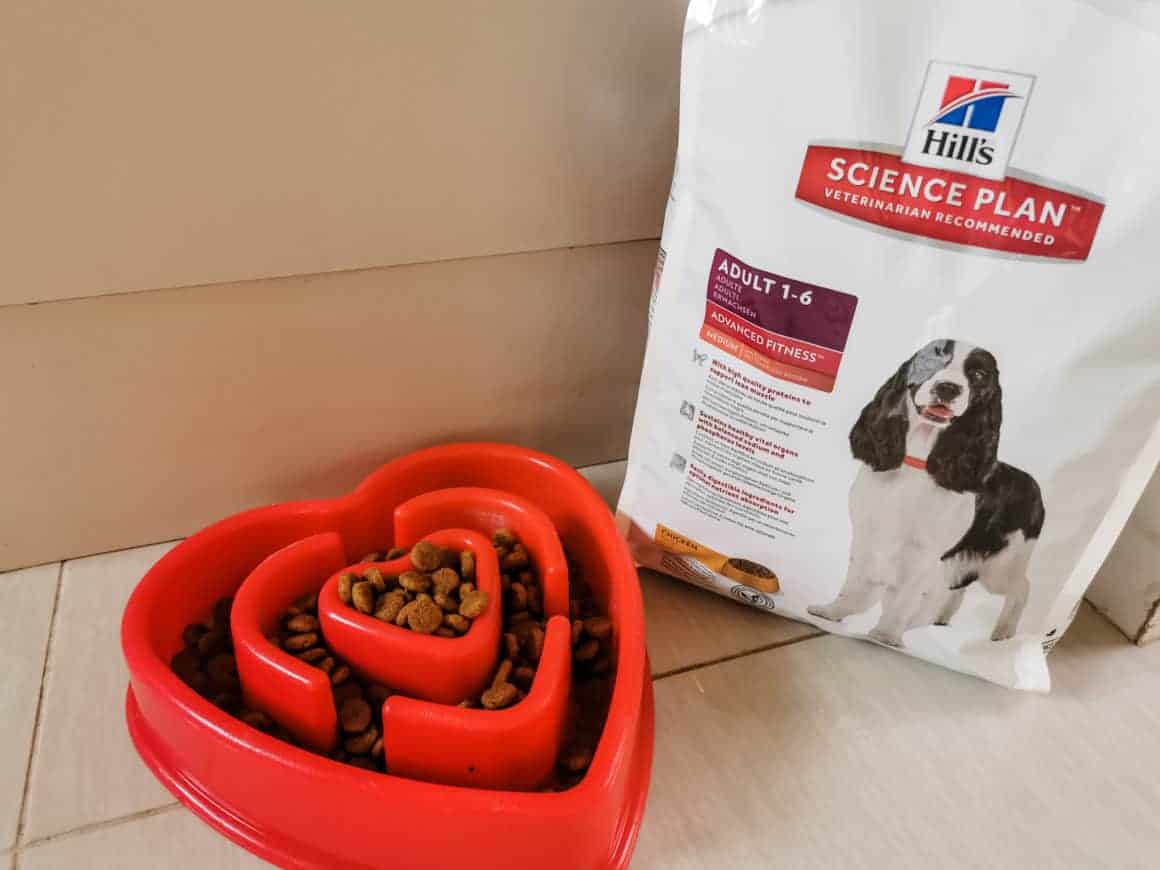 Bramble loves Hill's Science Plan Canine Adult Food [AD-GIFTED] 1
