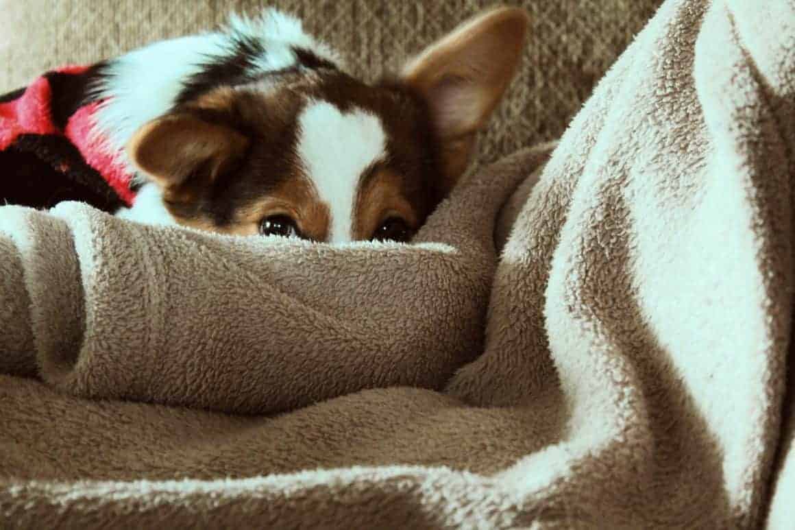 Dog snuggled in blanket