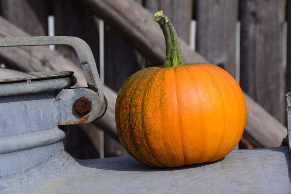 Pumpkin