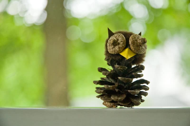 Pinecone Owl