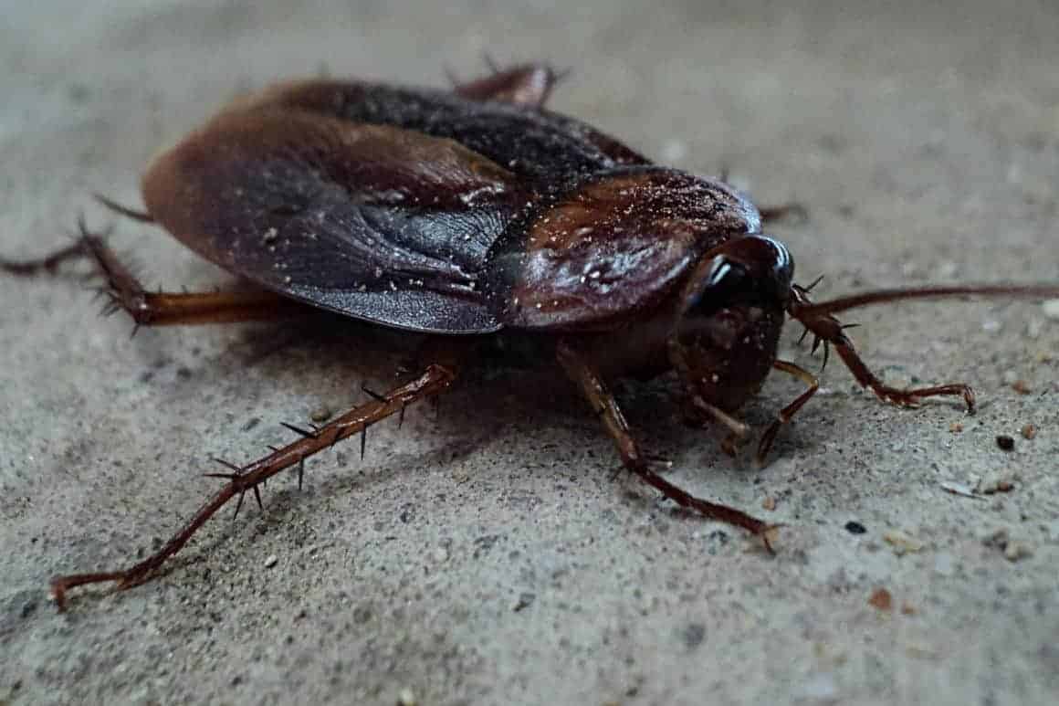 Cockroach