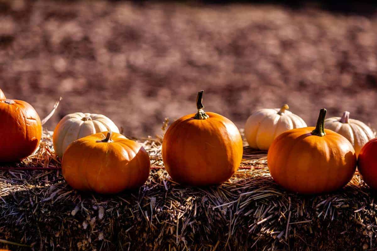 Pumpkins