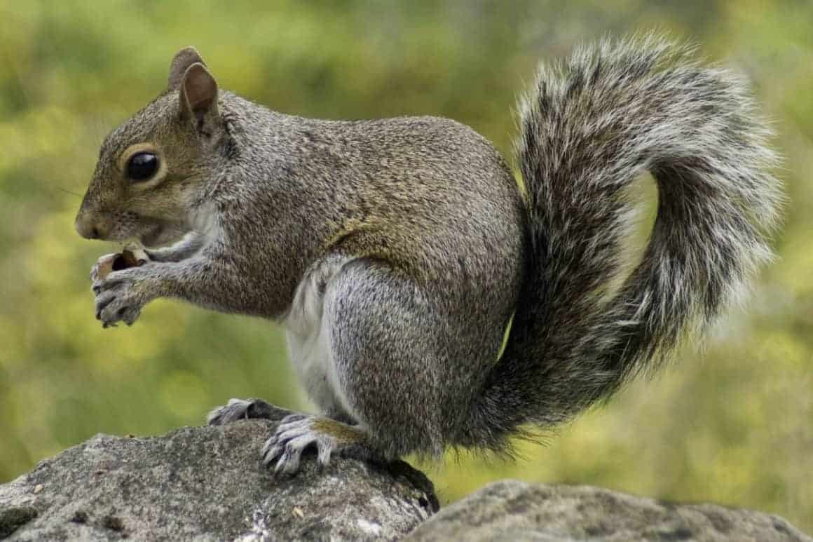 Squirrel