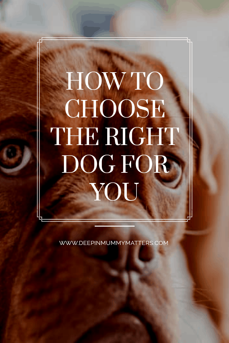 How to choose the right dog for you