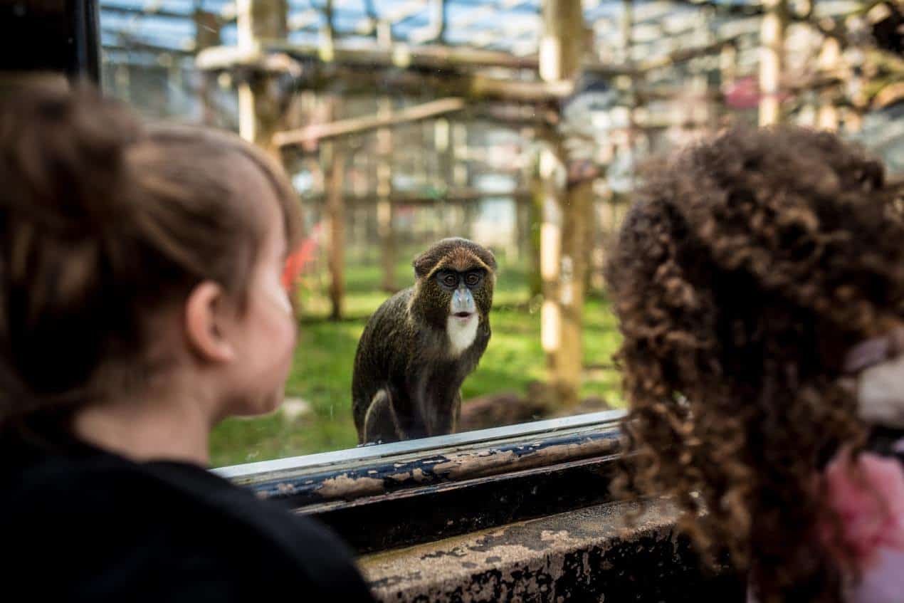 Twycross Zoo