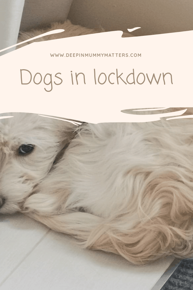 Dogs in lockdown