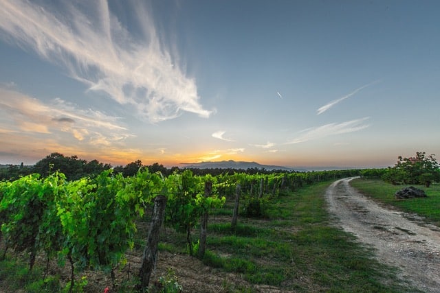 Tuscany Vineyards