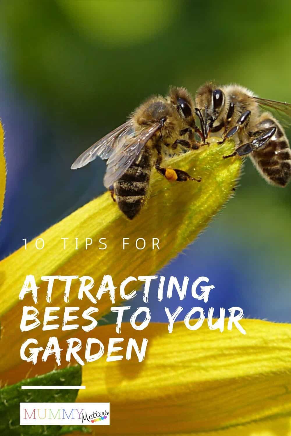 Together, as a family, you can help to give the bees a safer place to be by following these 10 tips for attracting bees to your garden. 