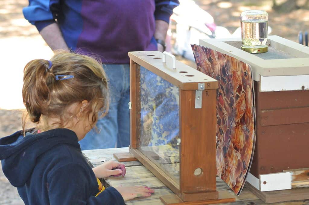 Child viewing bees