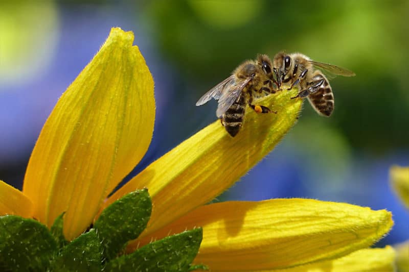 10 Tips For Attracting Bees To Your Garden - Mummy Matters: Parenting ...