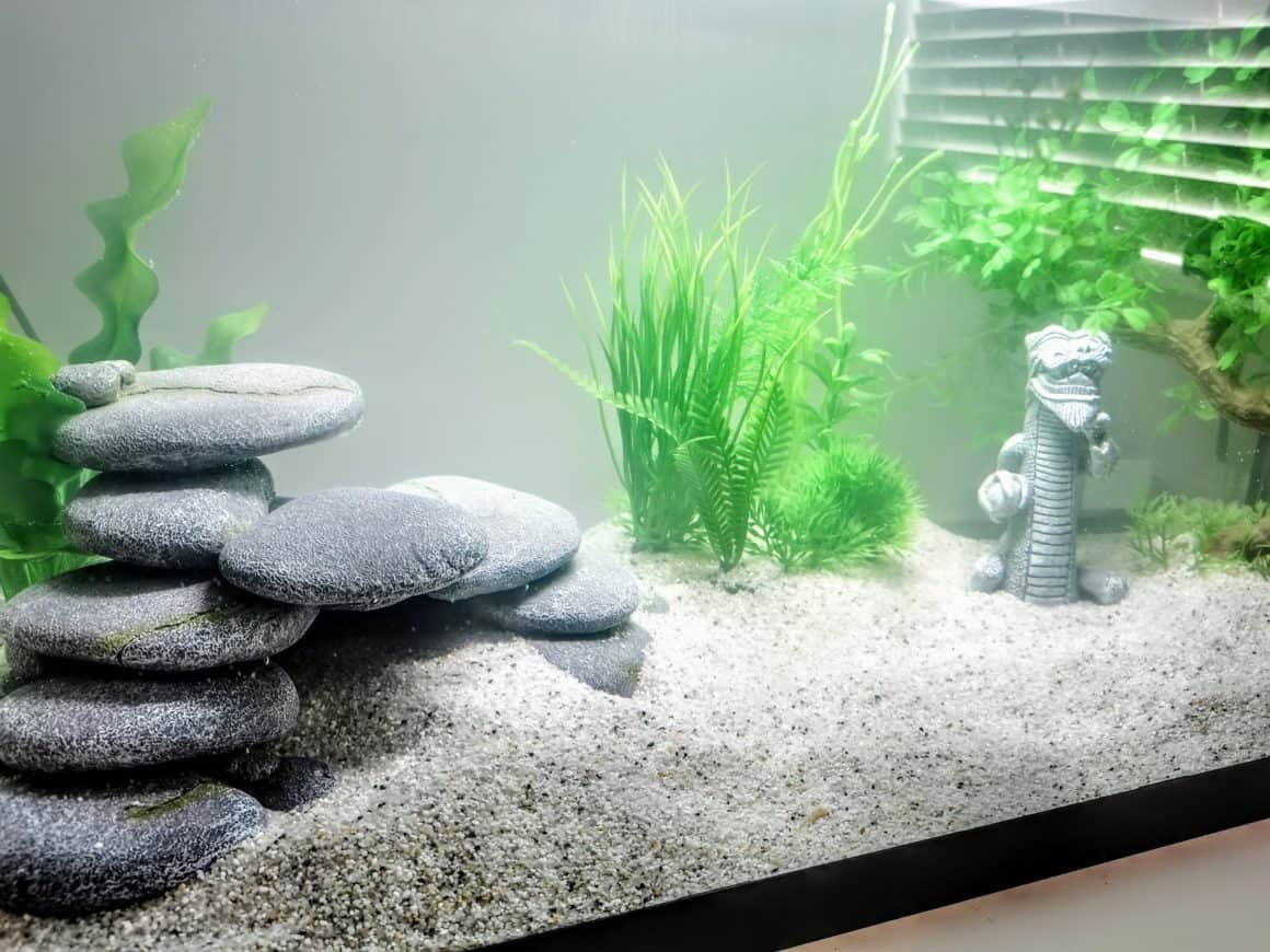 Simple Tropical Fish Tank Setup for Beginners #ad - Mummy Matters