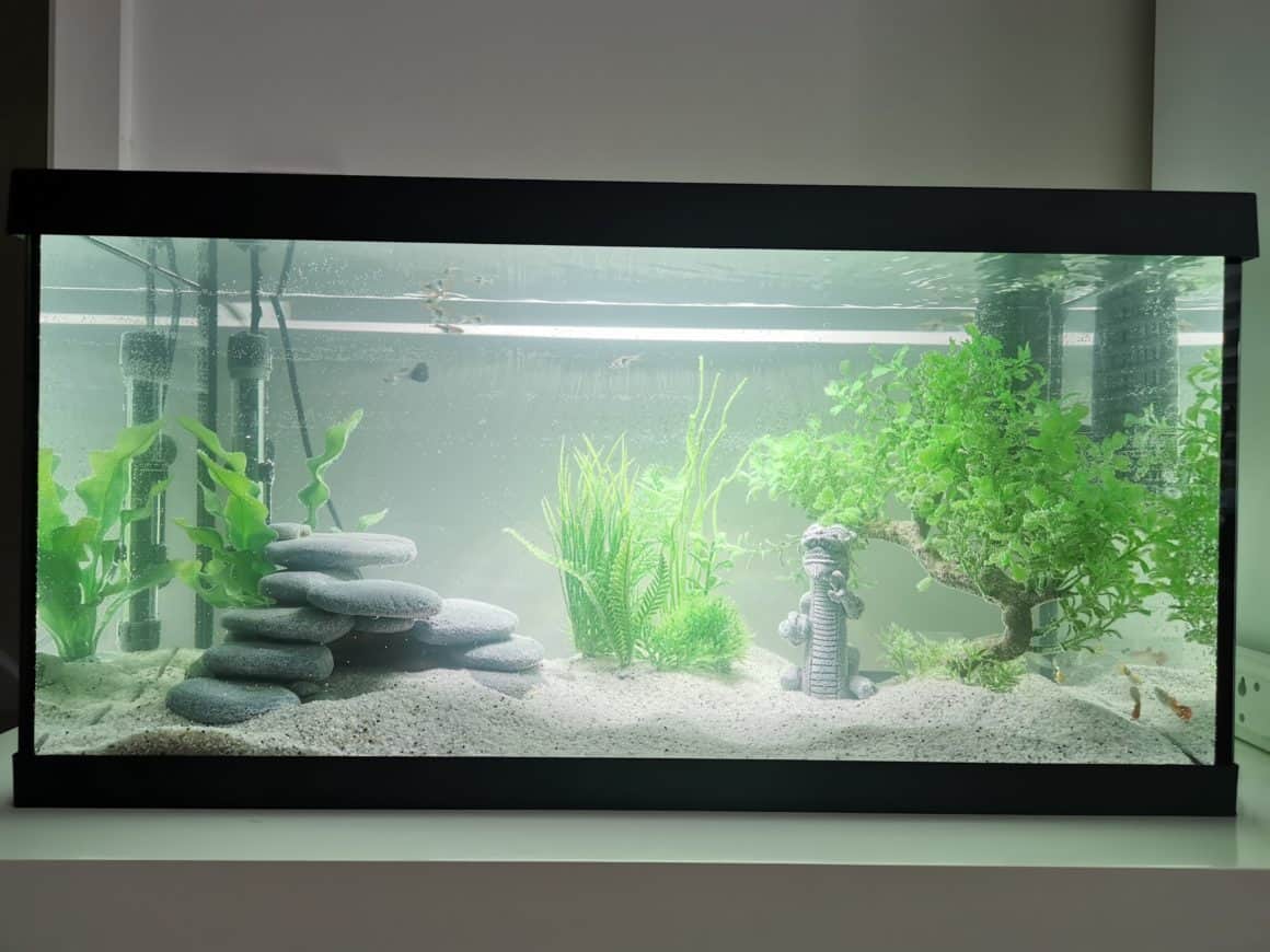 Tropical Fish Tank Setup for Beginners