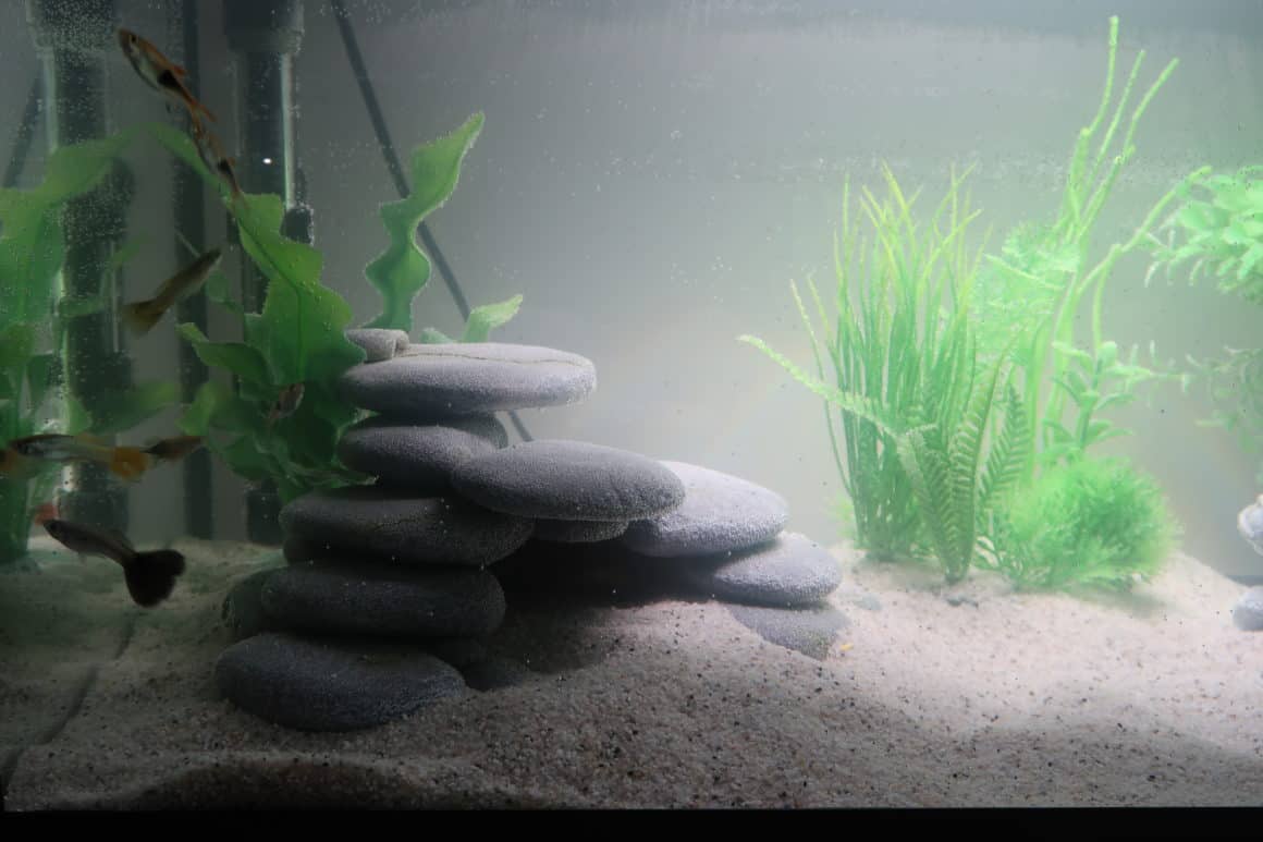 Simple Tropical Fish Tank Setup for Beginners #ad 2