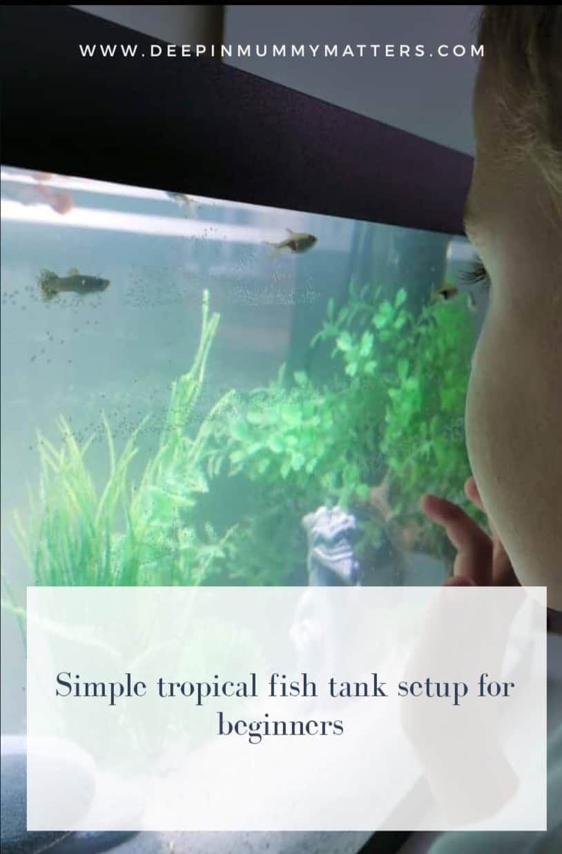 Simple Tropical Fish Tank Setup for Beginners #ad 4