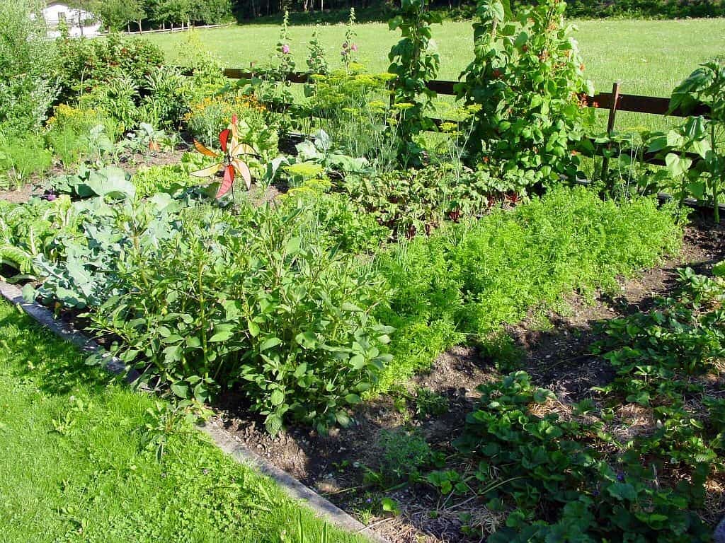 Growing your own vegetables