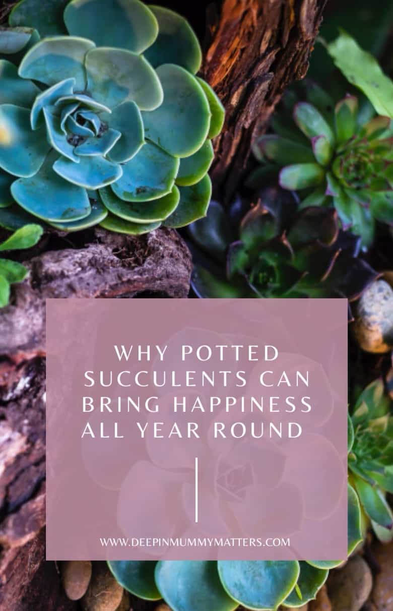 Why Potted Succulents Can Bring Happiness All Year Long 1