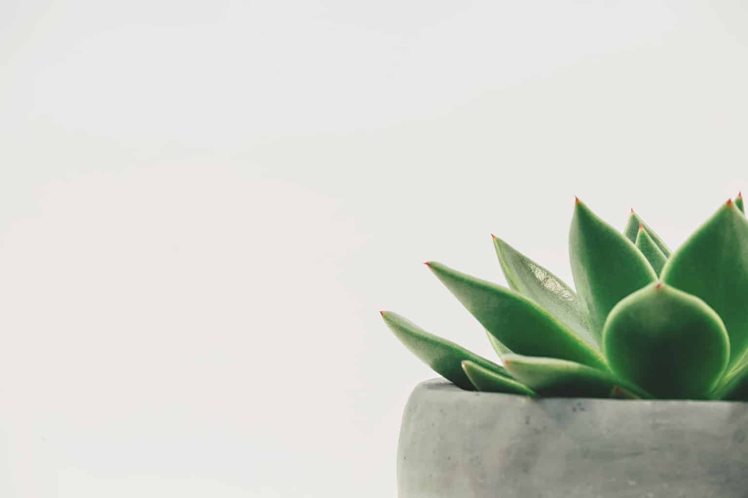 Why Potted Succulents Can Bring Happiness All Year Long