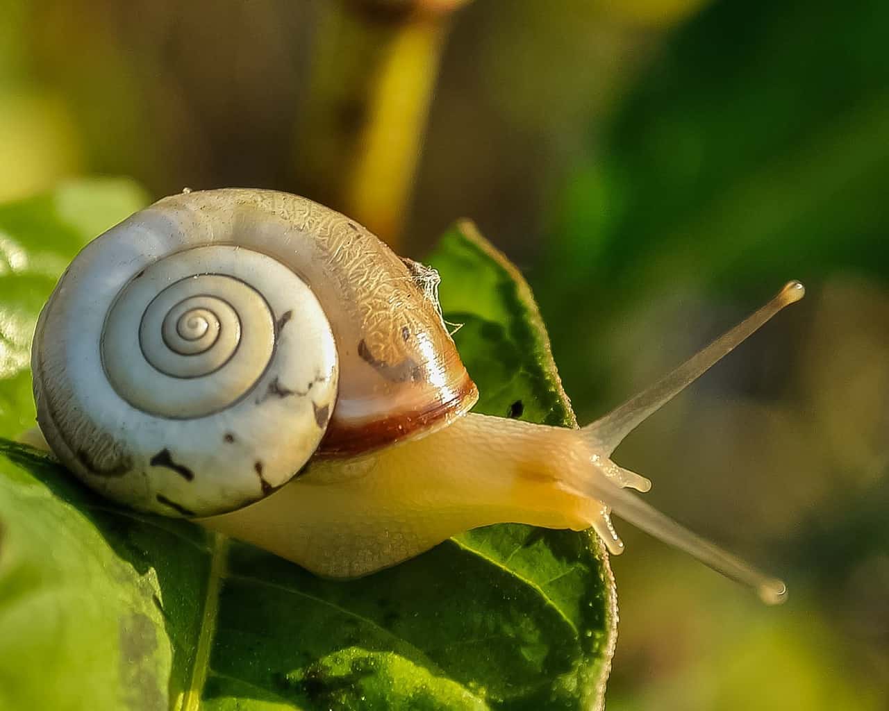 Snail syrup herbal remedy