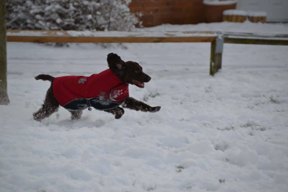 5 Winter Dog Walking Tips #ad 3