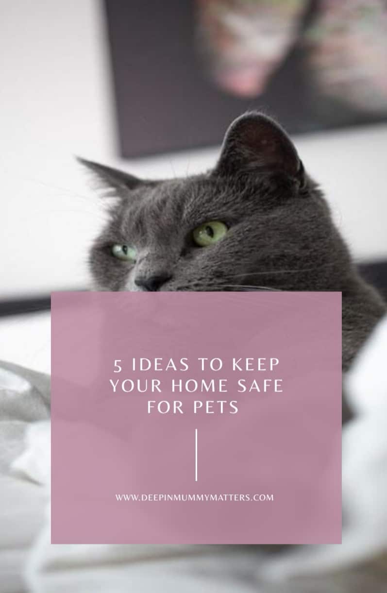 5 Ideas to Keep Your Home Safe for Pets 1