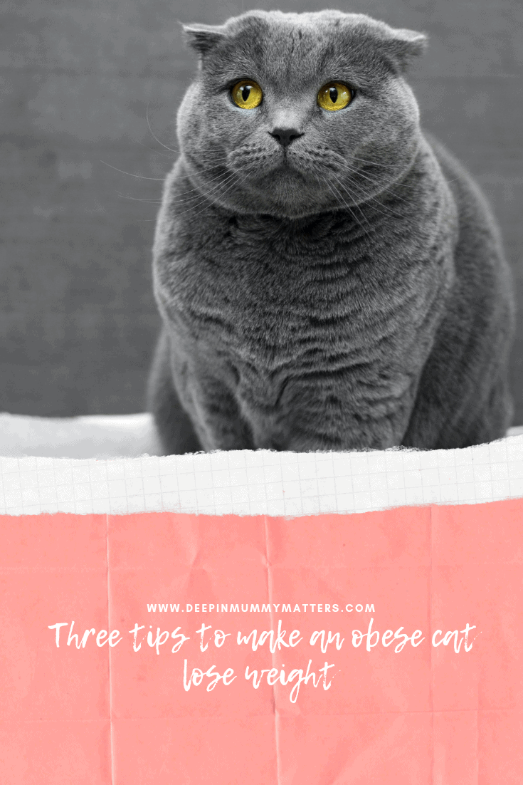 Three Tips to Make an Obese Cat Lose Weight 1