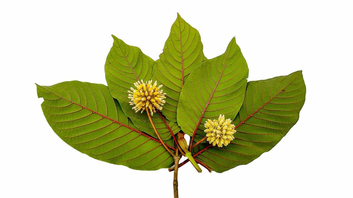 The Good, the Bad, and the Maybe About Kratom