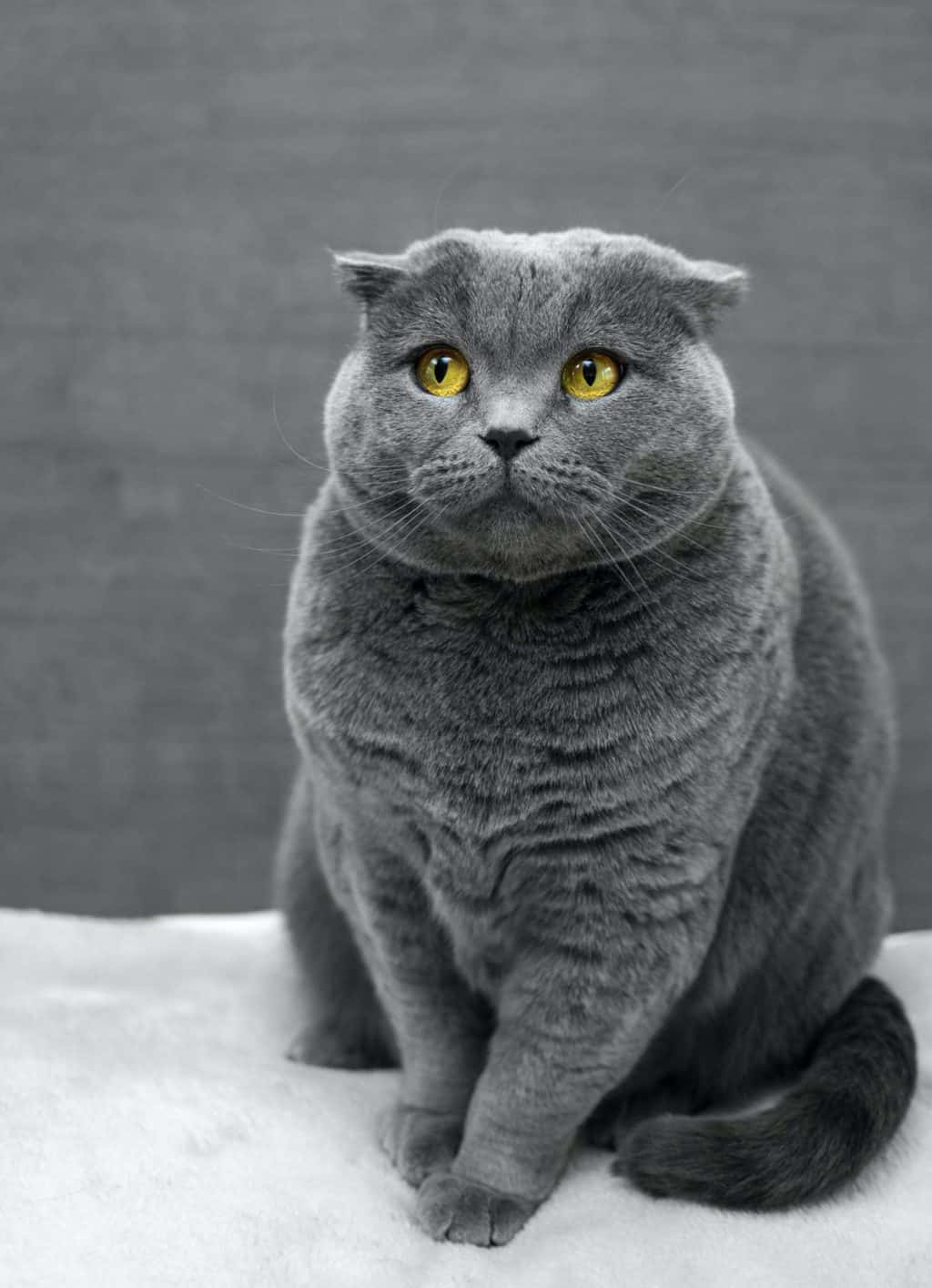 Three Tips to Make an Obese Cat Lose Weight