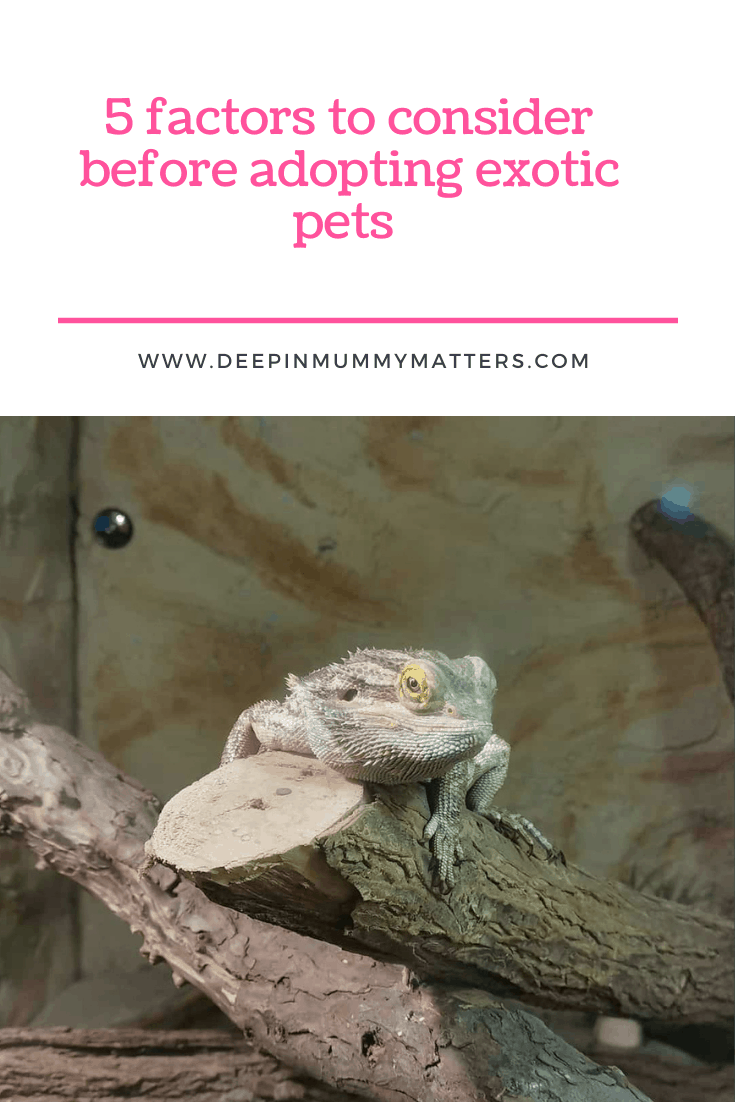 5 Factors to Consider Before Adopting Exotic Pets 1