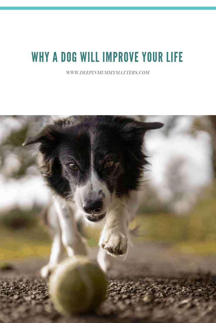 Why A Dog Will Improve Your Life 1