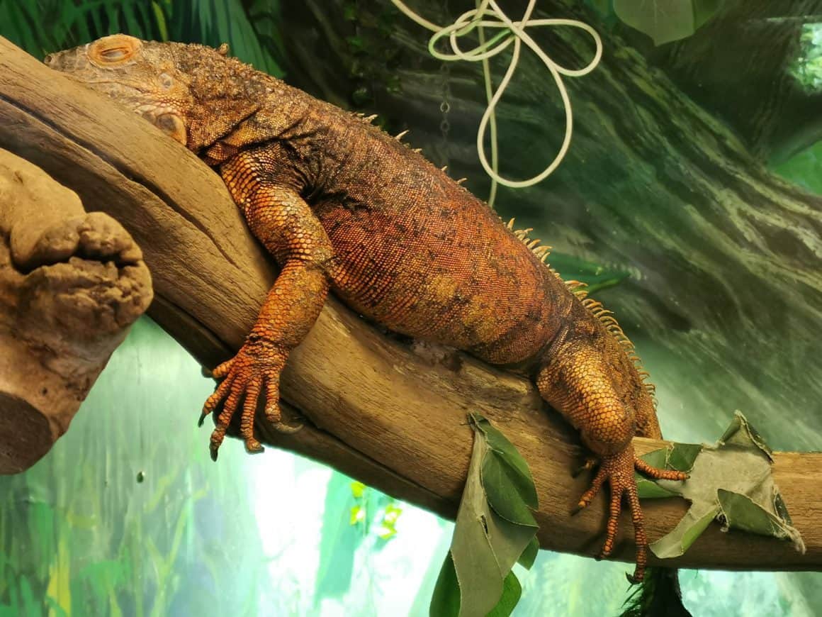 5 Factors to Consider Before Adopting Exotic Pets