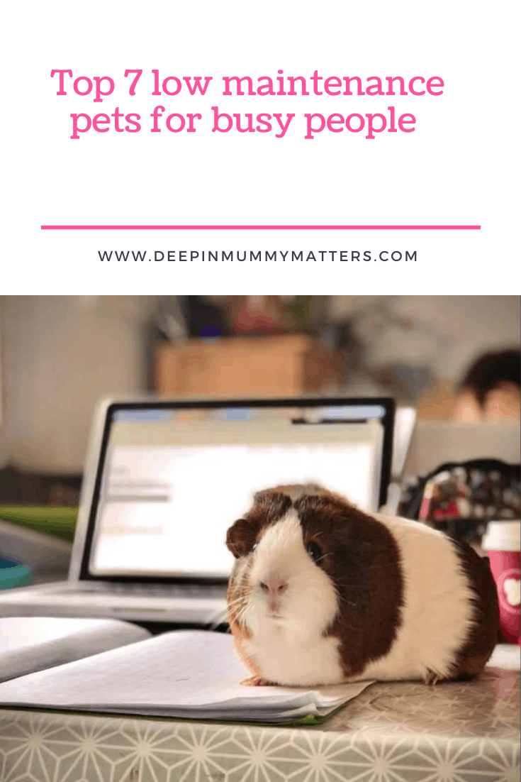 Top 7 Low Maintenance Pets For Busy People 1