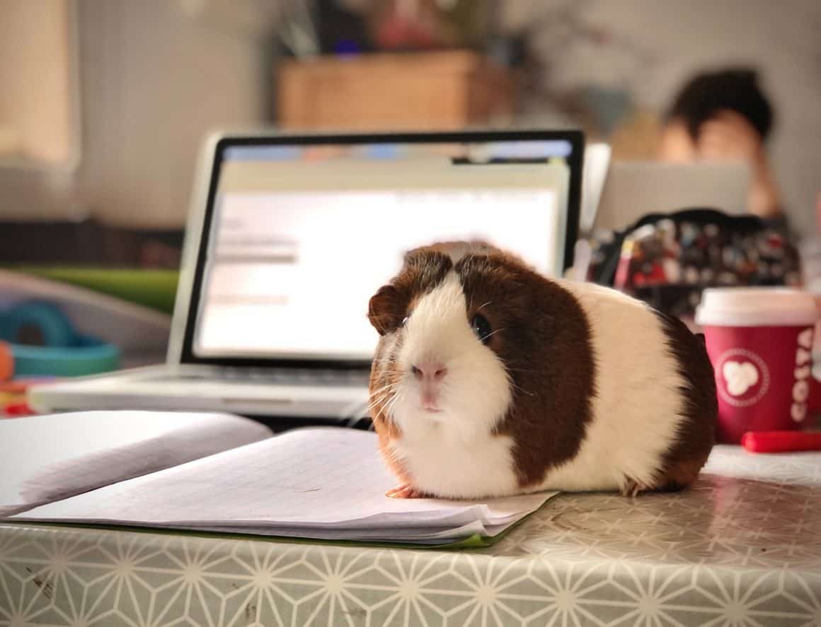 Guinea pig