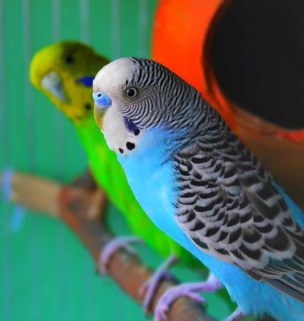 Budgerigar