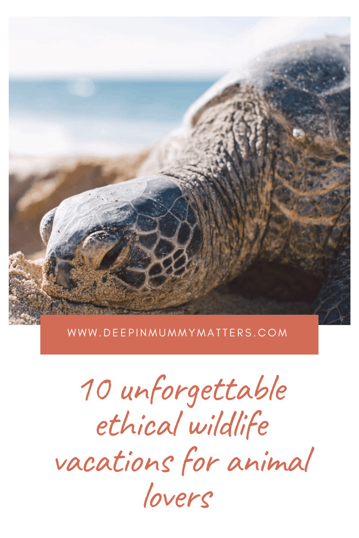 10 Unforgettable Ethical Wildlife Vacations for Animal Lovers 6