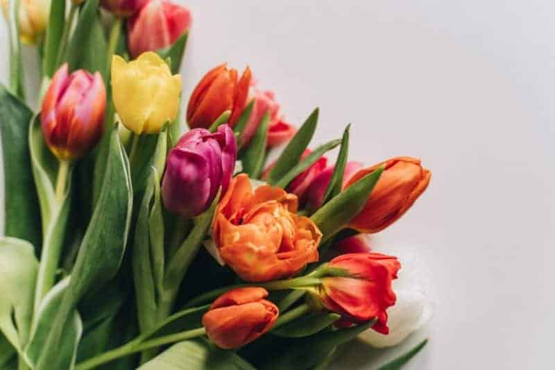 How to Care for Your Bouquet of Tulips 1
