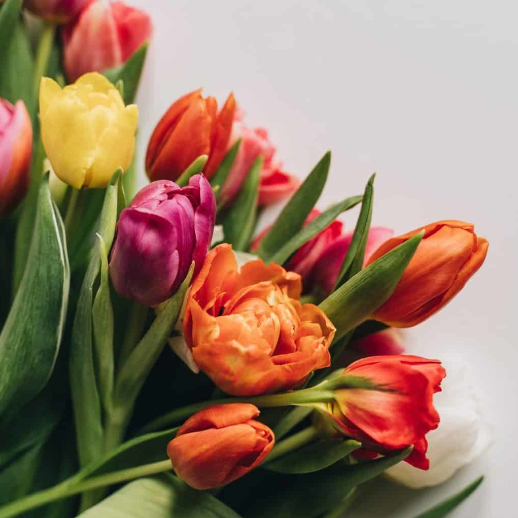 How to Care for Your Bouquet of Tulips