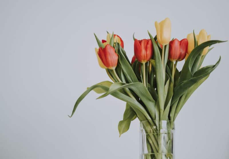 How to Care for Your Bouquet of Tulips 3