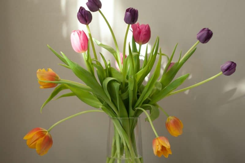 How to Care for Your Bouquet of Tulips 2