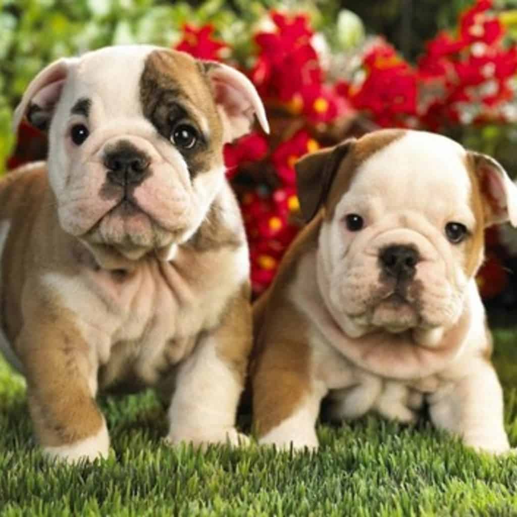 Why American Bulldog Is a Great Pet
