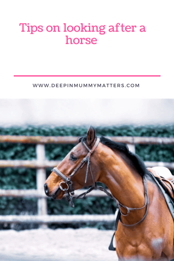 Tips On Looking After A Horse - Mummy Matters: Parenting and Lifestyle