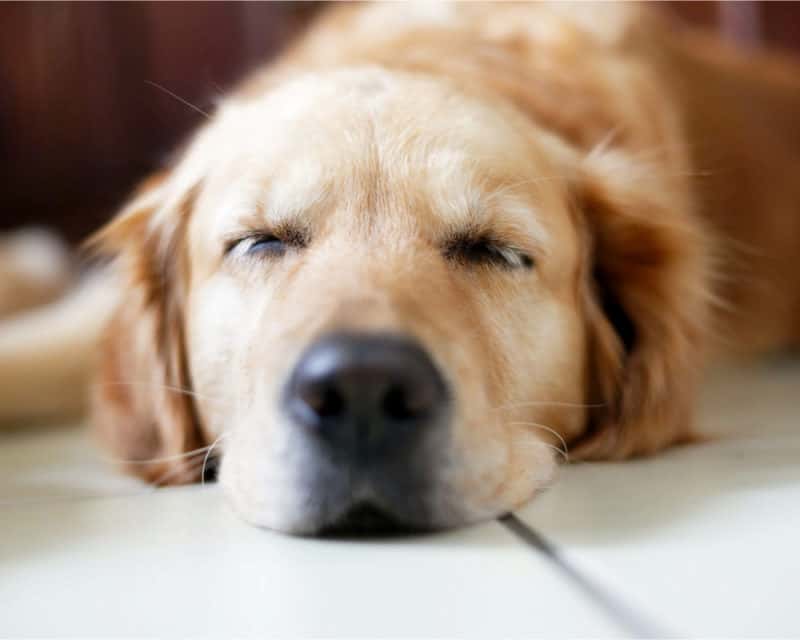Sleeping Dog