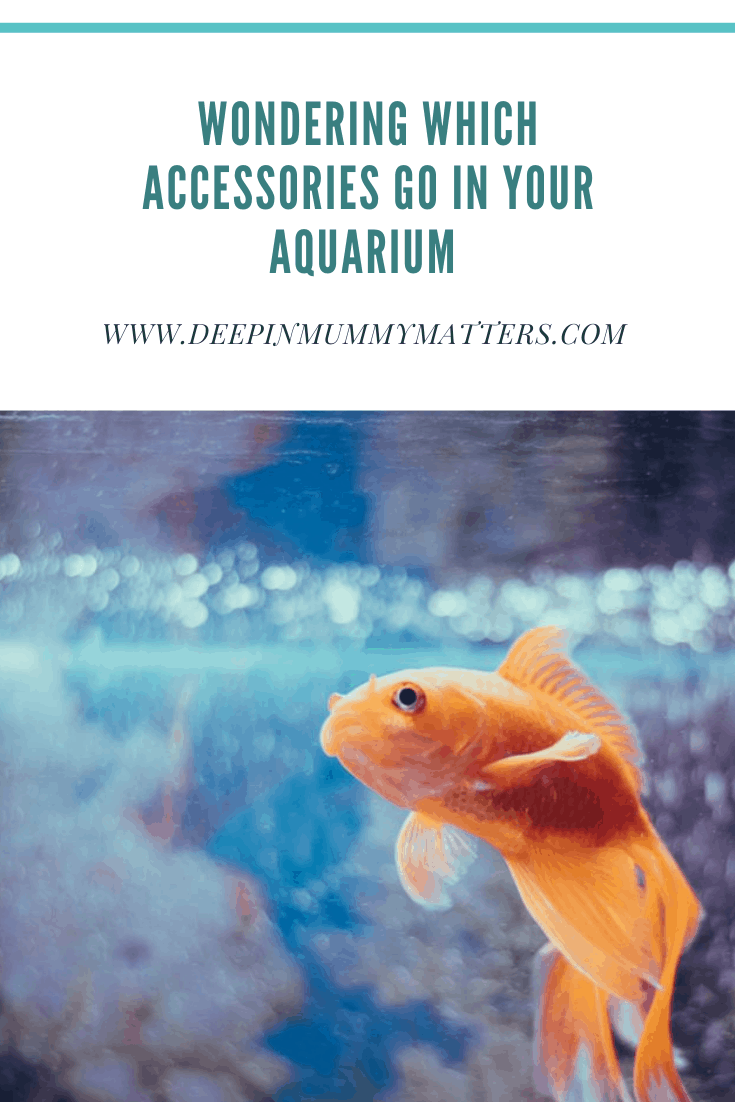 Wondering Which Accessories Go In Your Aquarium 1